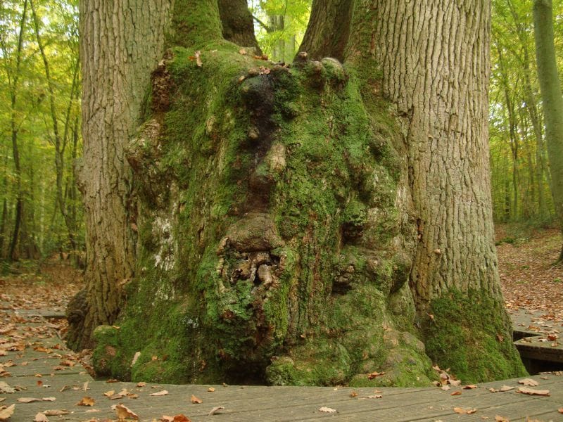 BARREYVA-Foret Bretonne foret Brotonne