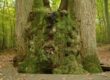foret Brotonne
